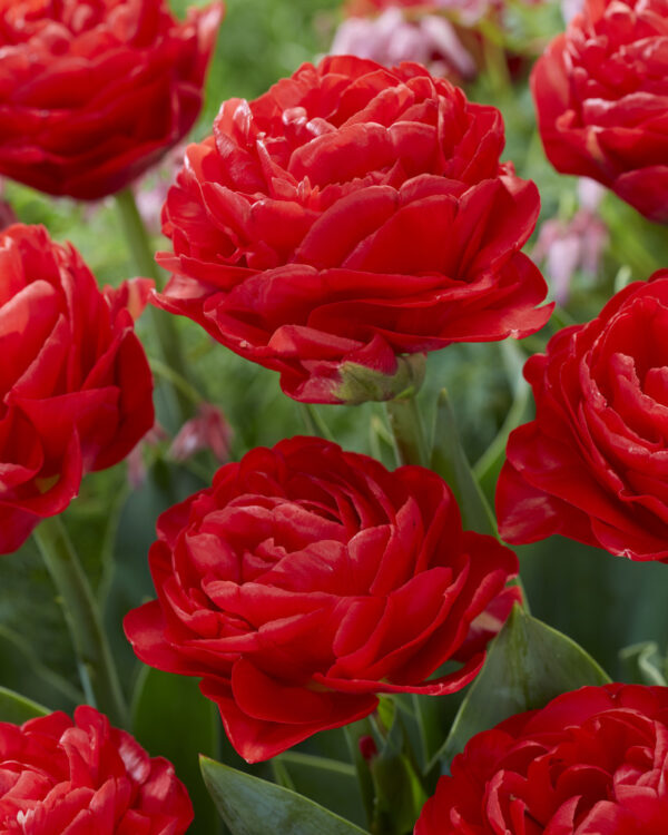 74. TULP PAMPLONA (PAKIS 5 SIBULAT) - Image 2