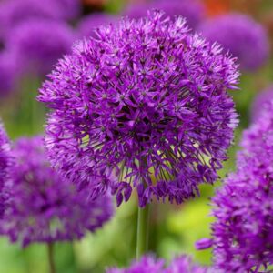 128. LAUK PURPLE SENSATION (PAKIS 5 SIBULAT)