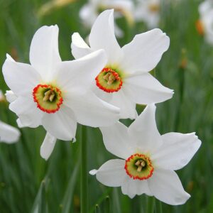111. NARTSISS RECURVUS (PAKIS 5 SIBULAT)