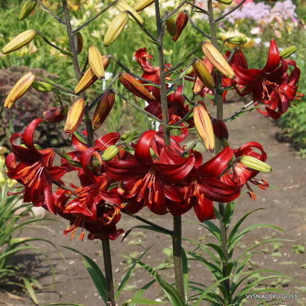 22. LIILIA RED VELVET (PAKIS 3 SIBULAT) - Image 2
