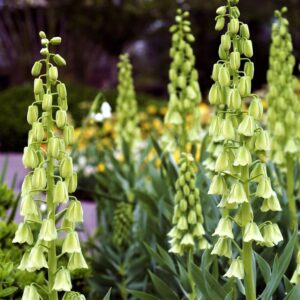 133. PÜVILILL IVORY BELLS (PAKIS 1 SIBUL)