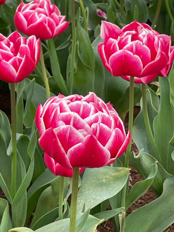 64. TULP COLUMBUS (PAKIS 5 SIBULAT) - Image 2