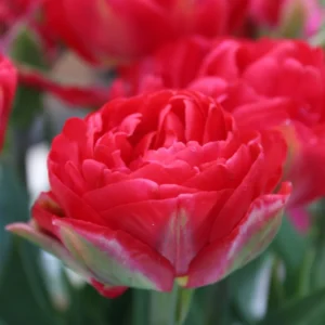 74. TULP PAMPLONA (PAKIS 5 SIBULAT)
