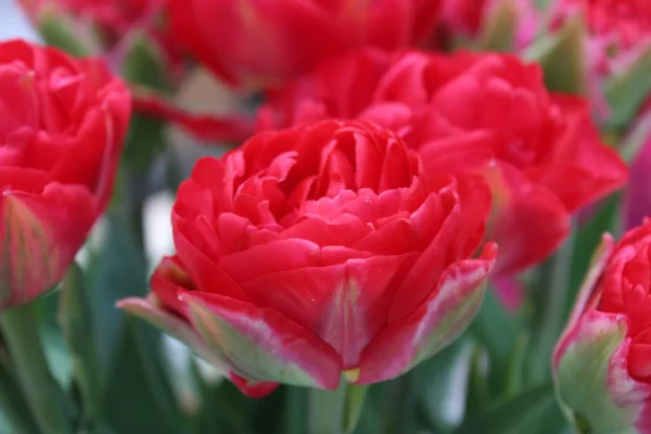 74. TULP PAMPLONA (PAKIS 5 SIBULAT)