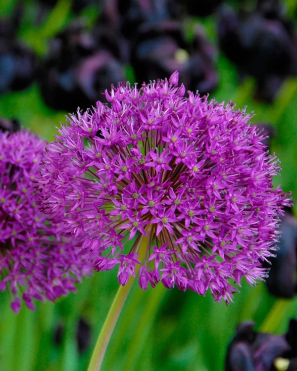 128. LAUK PURPLE SENSATION (PAKIS 5 SIBULAT) - Image 2