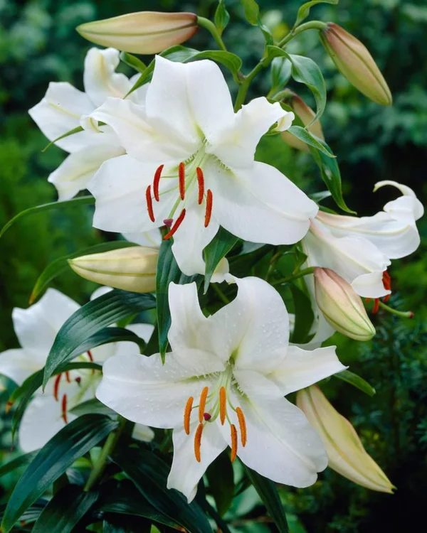 50. LIILIA CASA BLANCA (PAKIS 3 SIBULAT) - Image 2