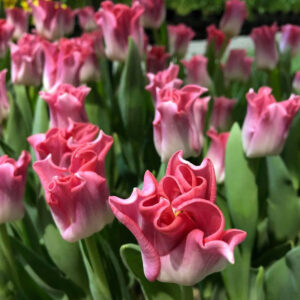 65. TULP CROWN OF DYNASTY (PAKIS 5 SIBULAT)