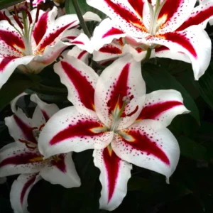 18. LIILIA BIG SMILE (ÜHES PAKIS 3 VÄGA SUURT SIBULAT)