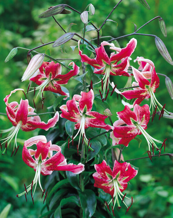 20. LIILIA BLACK BEAUTY (PAKIS 3 SIBULAT)