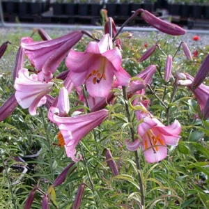 99. Liilia Pink Perfection(Ühes pakis 5 sibulat)