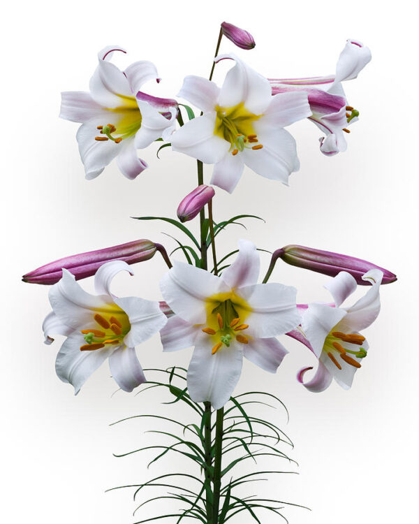 6. LIILIA REGALE (PAKIS 3 SIBULAT) - Image 3