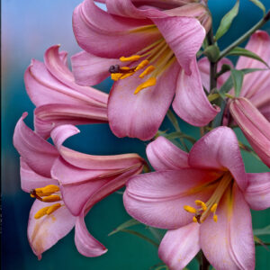 3. LIILIA PINK PERFECTION (PAKIS 3 SIBULAT)