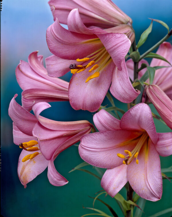 3. LIILIA PINK PERFECTION (PAKIS 3 SIBULAT)
