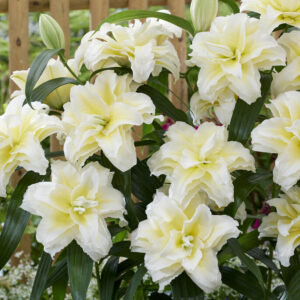 49. LIILIA LUDWINA (ÜHES PAKIS 3 VÄGA SUURT SIBULAT)