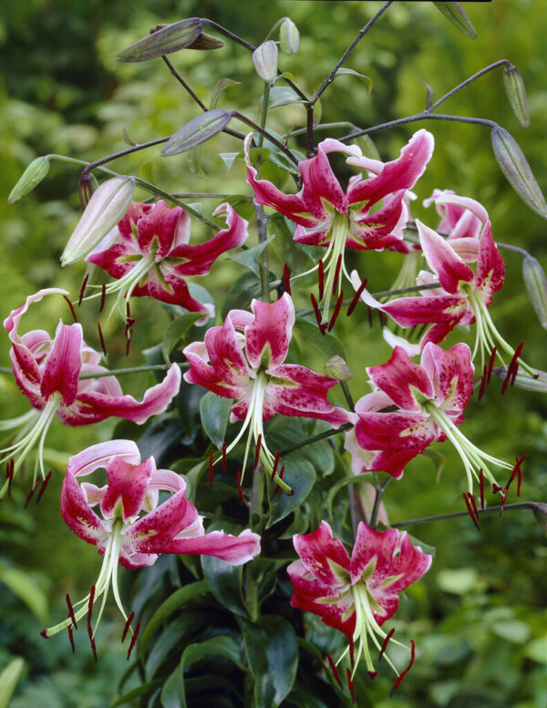 20. LIILIA BLACK BEAUTY (PAKIS 3 SIBULAT) - Image 4