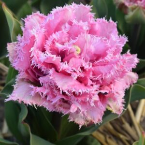 59. TULP CAIRNS (PAKIS 5 SIBULAT)