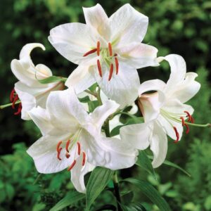 50. LIILIA CASA BLANCA (PAKIS 3 SIBULAT)