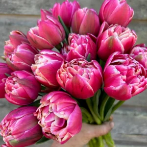 64. TULP COLUMBUS (PAKIS 5 SIBULAT)