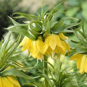 134. KOLLANE PÜVILILL LUTEA IMPERIALIS (PAKIS 1 SIBUL)