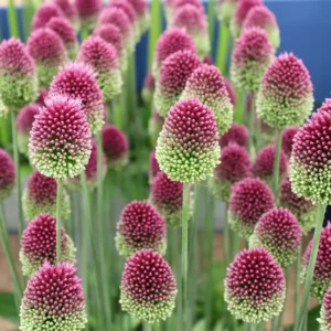 132. LAUK SPHAEROCEPHALON (KOONUSLAUK) (PAKIS 10 SIBULAT)