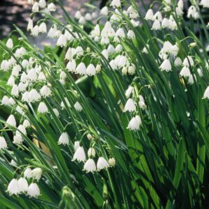 143. SUVINE MÄRTSIKELLUKE LEUCOJUM GRAVETYE GIANT (PAKIS 5 SIBULAT)