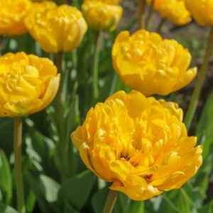 85. TULP YELLOW POMPONETTE (PAKIS 5 SIBULAT)