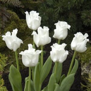 84. TULP WHITE LIBERSTAR (PAKIS 5 SIBULAT)
