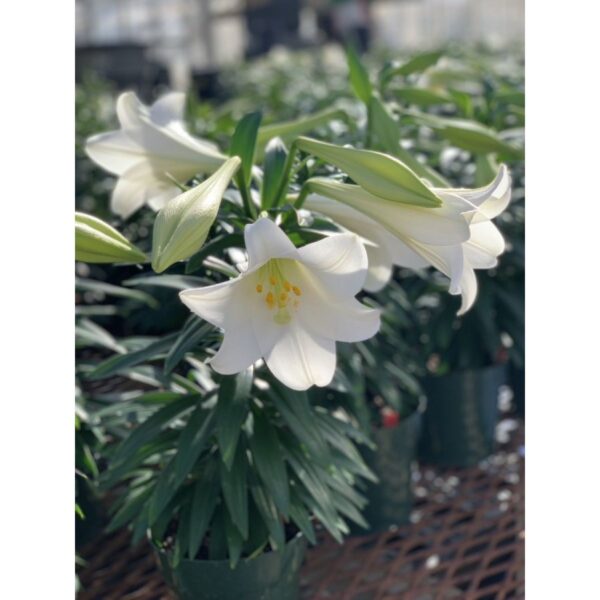 6. NB! SORT ON OTSAS! LIILIA MIRACLE (pakis 3 SUURT sibulat. Paki hind 4,20 € ) - Image 3