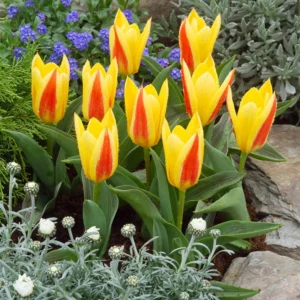 86. TULP GIUSEPPE VERDI (PAKIS 5 SIBULAT)