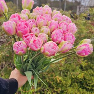 96. TULP PINK SIZE (PAKIS 5 SIBULAT)