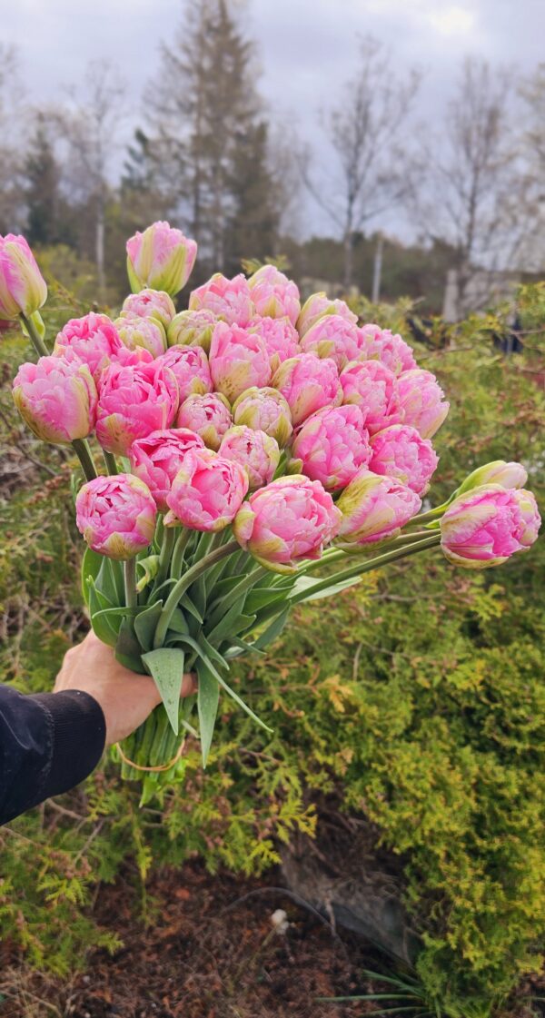 96. TULP PINK SIZE (PAKIS 5 SIBULAT)