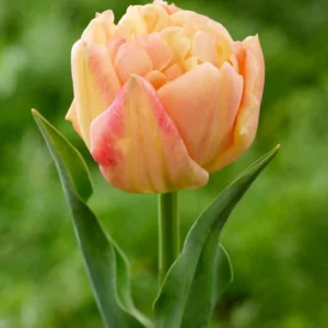 55. TULP APRICOT DOUBLE SYMBIOSE (PAKIS 5 SIBULAT)
