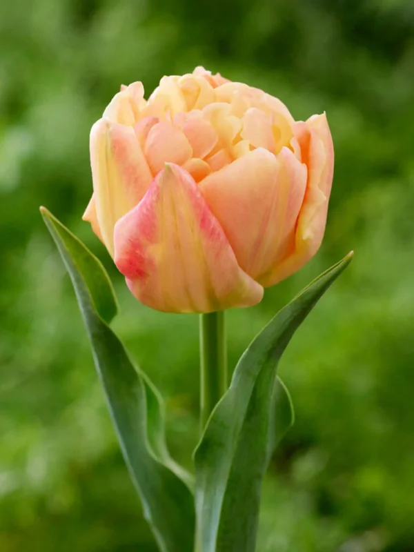 55. TULP APRICOT DOUBLE SYMBIOSE (PAKIS 5 SIBULAT)