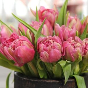 83. TULP BONAIRE (PAKIS 5 SIBULAT)