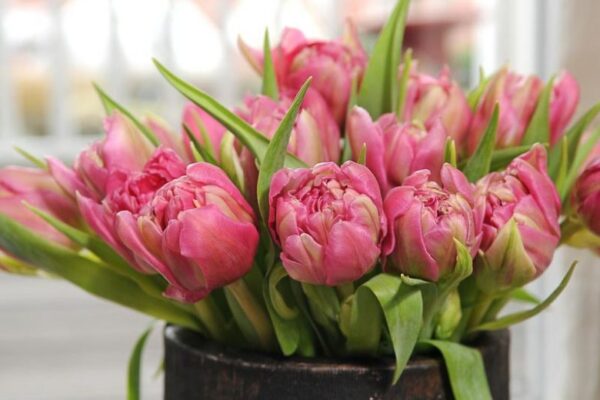 83. TULP BONAIRE (PAKIS 5 SIBULAT)