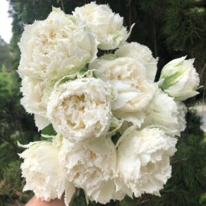 97. TULP SNOW CRYSTAL (PAKIS 5 SIBULAT)