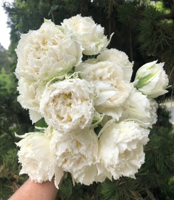 97. TULP SNOW CRYSTAL (PAKIS 5 SIBULAT)