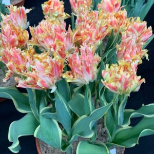 54. TULP AMAZING SPIDER (PAKIS 5 SIBULAT)