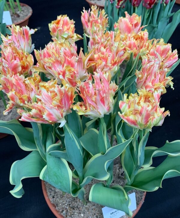 54. TULP AMAZING SPIDER (PAKIS 5 SIBULAT)