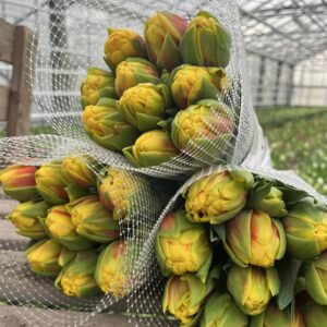 82. TULP VUELTA (PAKIS 5 SIBULAT)