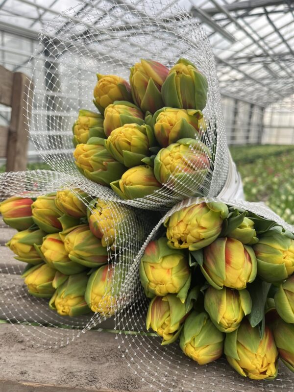 82. TULP VUELTA (PAKIS 5 SIBULAT)