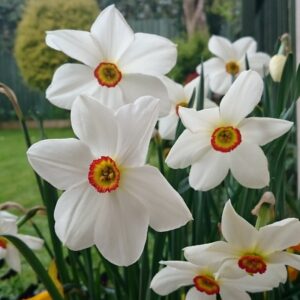 117. NARTSISS ACTAEA (PAKIS 10 SIBULAT)