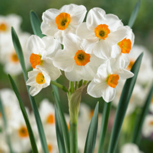 123. NARTSISS GERANIUM (PAKIS 10 SIBULAT)