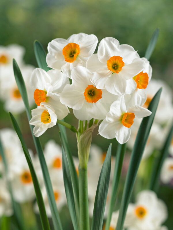 123. NARTSISS GERANIUM (PAKIS 10 SIBULAT)
