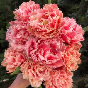 76. TULP QUEENSLAND (PAKIS 5 SIBULAT)