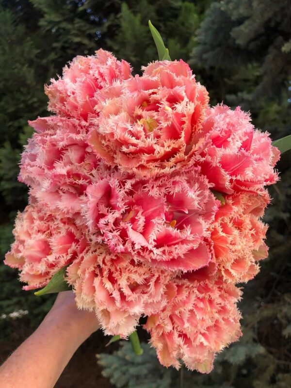 76. TULP QUEENSLAND (PAKIS 5 SIBULAT)