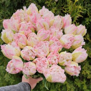 77. TULP RANOMI (PAKIS 5 SIBULAT)