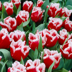 61. TULP CANASTA (PAKIS 5 SIBULAT)