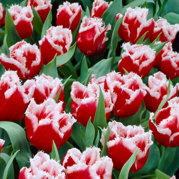 61. TULP CANASTA (PAKIS 5 SIBULAT)
