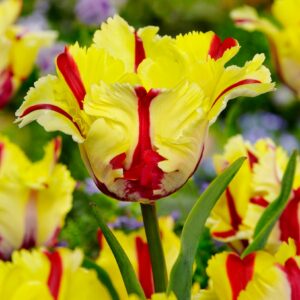 93. TULP FLAMING PARROT (PAKIS 5 SIBULAT)